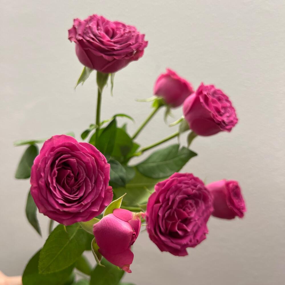 Роза кустовая классик сенсейшен 50 см Роза кустовая классик сенсейшен 50 см